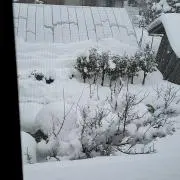 とるねおの画像