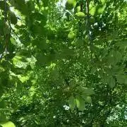 leavesの画像