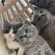 マカロン
