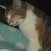 カサトム