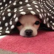 ゆずぽん