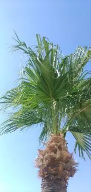 かぶかぶの画像