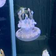 はむちの画像