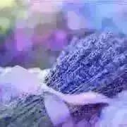 シナモン♪⭐︎値引きは同梱の場合のみ⭐︎の画像