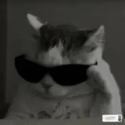 ぽこちゃんの画像