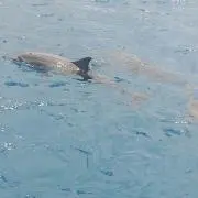 海