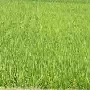 むっちゃちゃんの画像