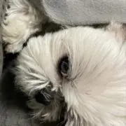 ラサ・アプソの画像