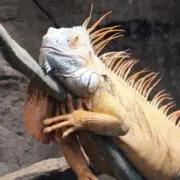 Mo Niの画像