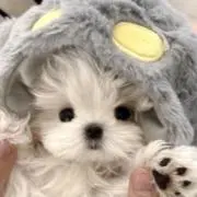 ルルココの画像