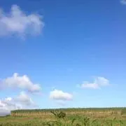 ダイナソーの画像