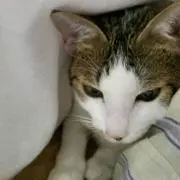颯