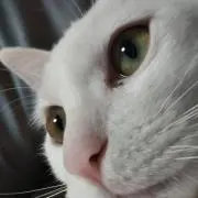 ねこせんの画像