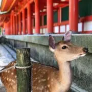 sgtの画像