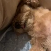 なちょの画像