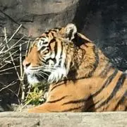 とらねこの画像