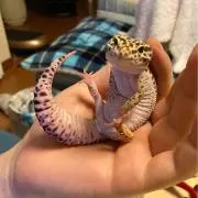 Snowの画像