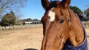 サンチャリ