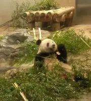 kiiroの画像