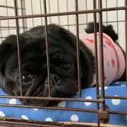 とうふさんの画像