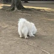 ラの画像