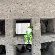 ぷっちょ