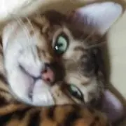 ビビタロウの画像