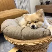 maaの画像
