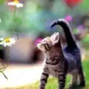 y.k