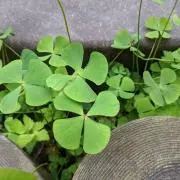 ふゆく。の画像