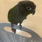 いちの画像