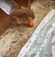 ロシ【プロフご覧くださいませ】の画像