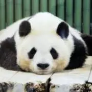 ミミちゃんの画像