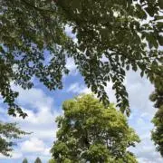 MGL13の画像
