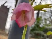 まゆぽんの画像