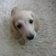 いさっちの画像