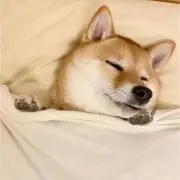 しばの画像