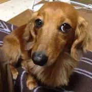 しずく