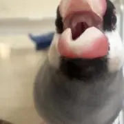 文鳥3号の画像