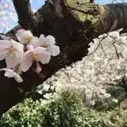 りんご☆の画像