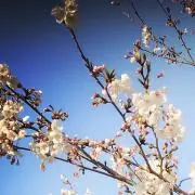 なみの画像