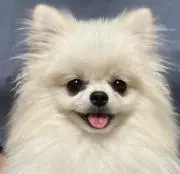 しらたまの画像