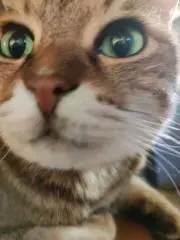 てりおの画像