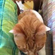バナナ