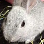 うさの画像