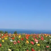 sayur15プロフ必読の画像