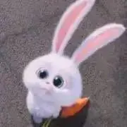 うさぎの画像