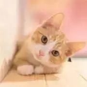 葉月の画像