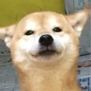 Shibaの画像