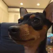 znoopy